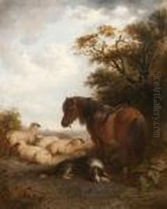 Brown Pony, Sheepdog And Flock On A Summer Hillside