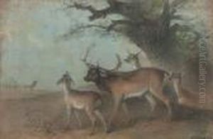 Stag And Does By An Old Oak Tree