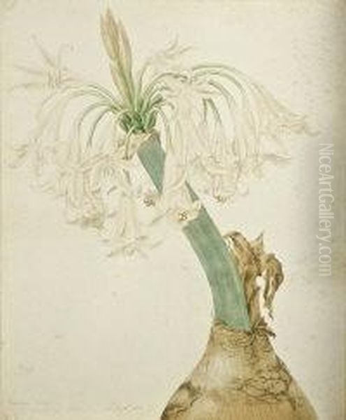 Botanical Studies - view 1