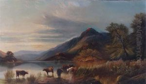 Highland Cattle Watering
