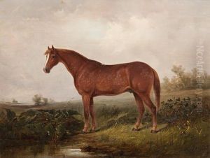 'exmoor' - A Dappled Cob, The Property Of E.a. O'gorman, Standing In A Landscape