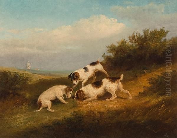 Terriers Rabbiting - view 1