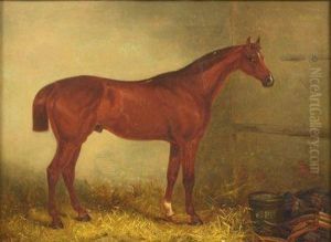 Colonel P Blake's Acorn By Oak