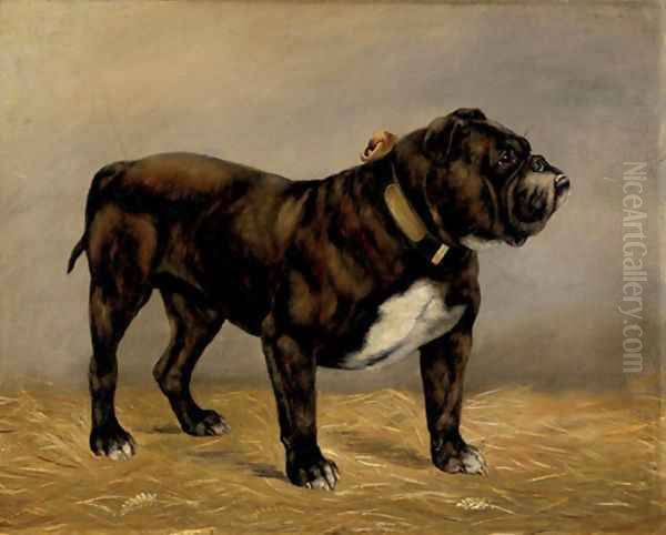 A Bull Terrier - view 1