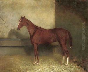 A chestnut hunter in a stable