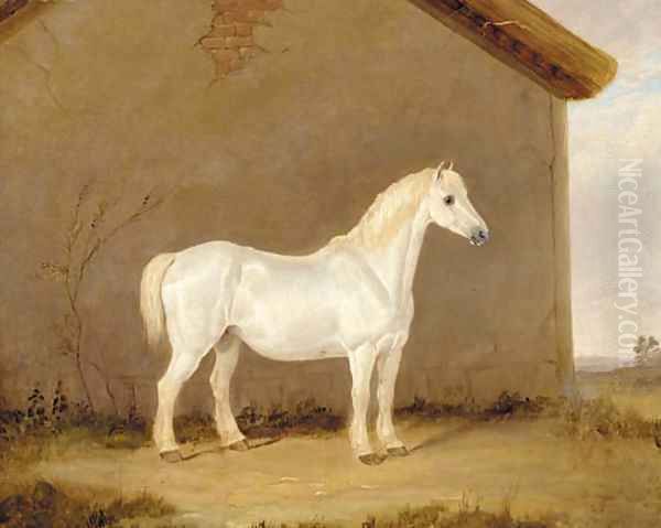 A grey horse beside a barn - view 1