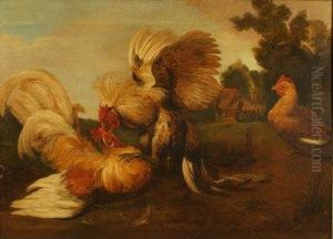 Combat De Coqs