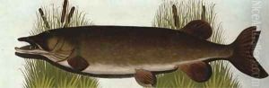 A prize pike