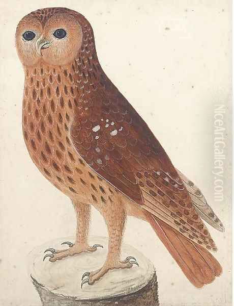 An owl on a tree stump - view 1