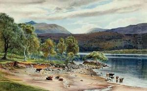 Highland cattle watering at a loch