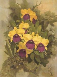 Purple and yellow orchids by English School