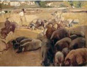 Estudio De Cerdos (study Of Pigs)
