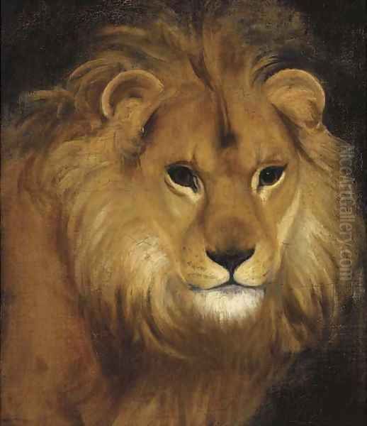 The head of a lion - view 1