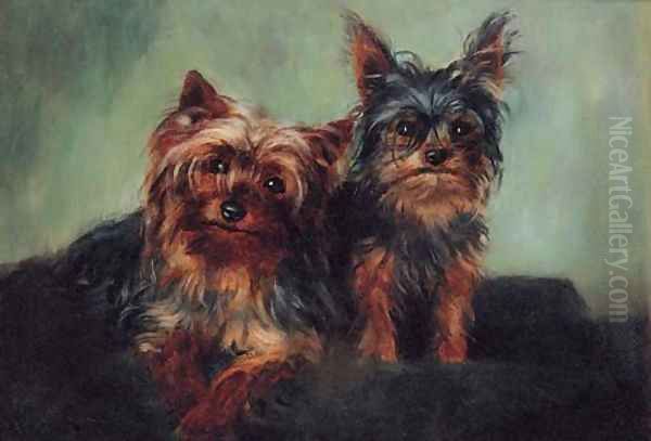 Yorkshire Terriers - view 1