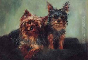 Yorkshire Terriers
