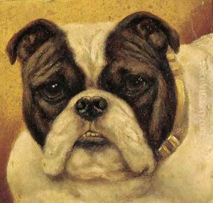 A bulldog