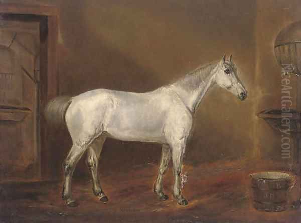 A grey hunter in a stable - view 1