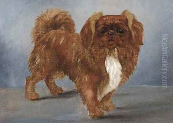 A pekingese - view 1
