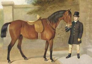 A side saddled hunter held by a groom