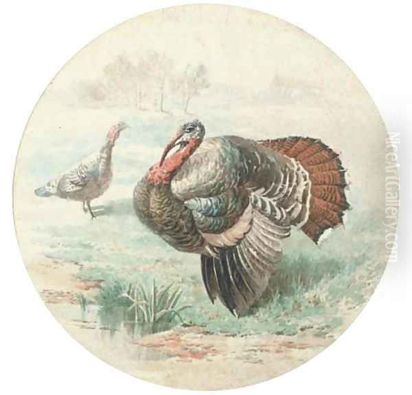 Courting turkeys - view 1