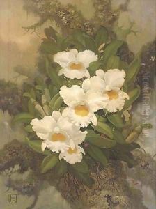 Orchids by English School