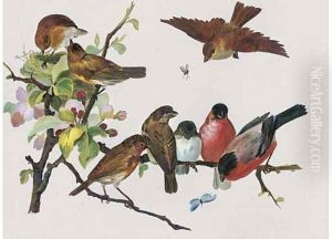 Robins and other birds by English School