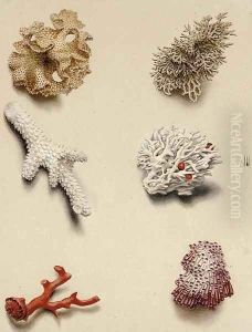 Studies of coral by English School