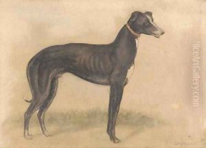 Study of a greyhound by English School