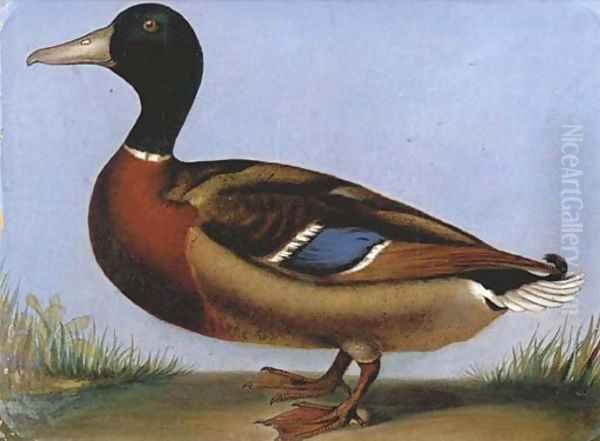 Study of a mallard - view 1