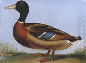 Study of a mallard by English School
