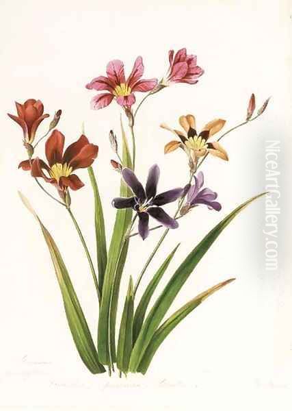 Study of a wild flower - view 1