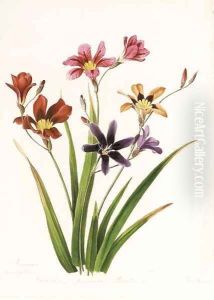 Study of a wild flower