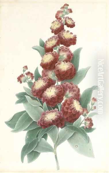 Study of the phlox flower - view 1