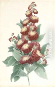 Study of the phlox flower