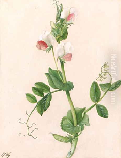 Sweet pea - view 1