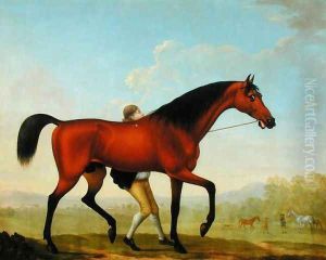 The Duke of Ancasters Bay Stallion, Blank, walking towards a Mare