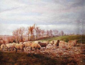Sheep grazing on turnip tops Sheep grazing on turnip tops