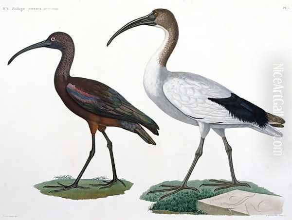 Ibises, from Description de lEypte, 1817 - view 1