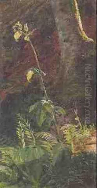 Kohldistel - view 1