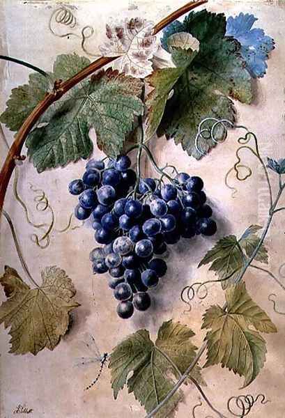Black Grapes - view 1