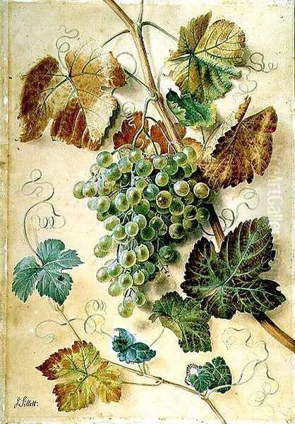 White Grapes - view 1