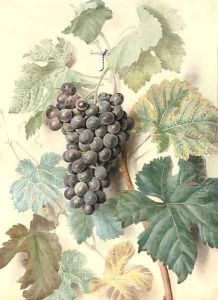 White Sweetwater grapes by James Sillett