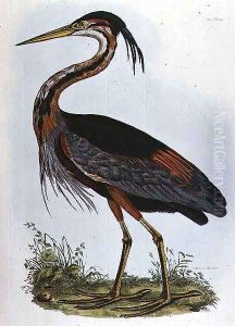 Purple Heron, from Illustration of British Ornithology by Prideaux John Selby