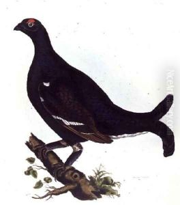 Black Grouse, from Illustrations of British Ornithology