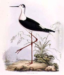 Black Winged Stilt, from Illustrations of British Ornithology by Prideaux John Selby