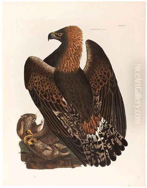 The Tallest British Bird Book. First Edition Of Th - view 1