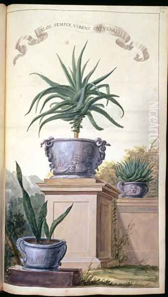Aloe Semper Virens or Vera, page 306 from Flora Exotica 1720 - view 1