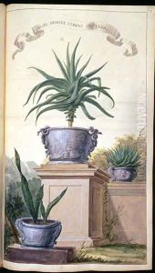 Aloe Semper Virens or Vera, page 306 from Flora Exotica 1720 by Johanne Godfredo Simula
