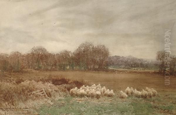 The Hunt In Full Cry With Sheep Watching - view 1