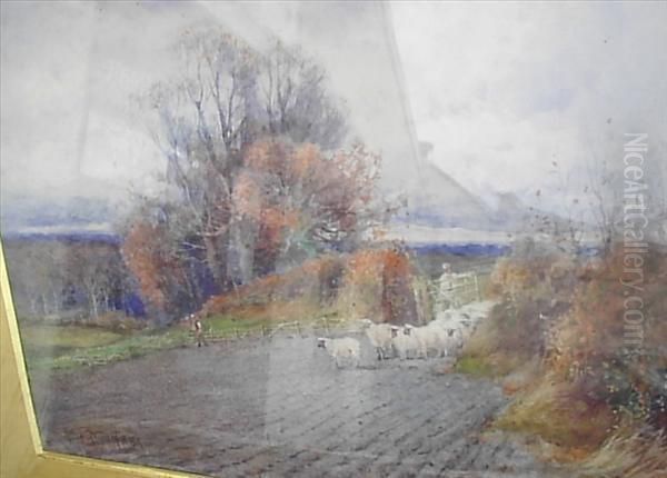 Sheep Entering A Ploughed Field - view 1